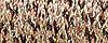 Misty Gold - 071