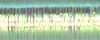 Easter Grass - 9032