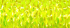 Lemon Grass - 9132 