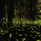 Nature is full of glowing objects